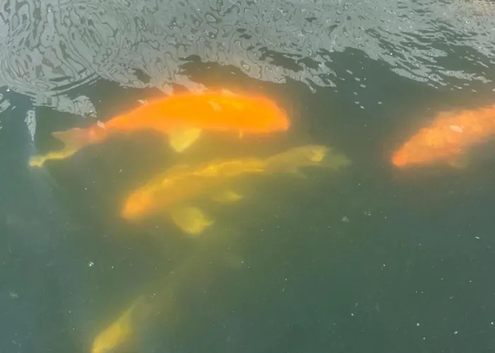 Dom wakacyjny Casa Do Piscina Aquecida Espinho (Aveiro)